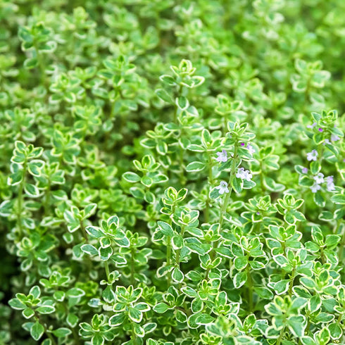 Lemon Thyme Seeds Thymus Citroidorus Fragrant Evergreen Deer & Rabbit & Drought Tolerant Culinary Ornamental Ground Covers Patio Container Indoor ...