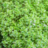 Lemon Thyme Seeds Thymus Citroidorus Fragrant Evergreen Deer & Rabbit & Drought Tolerant Culinary Ornamental Ground Covers Patio Container Indoor ...