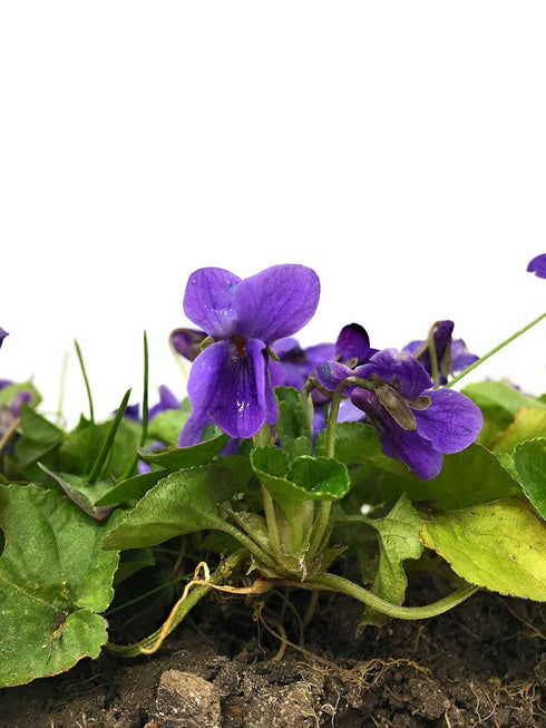 Dried Violets - Natural Violet Flower Sprinkles from Germany (Viola Odorata) - Perfect addition to any salad, snack or smoothie bowl | Net Weight:...