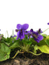 Dried Violets - Natural Violet Flower Sprinkles from Germany (Viola Odorata) - Perfect addition to any salad, snack or smoothie bowl | Net Weight:...
