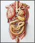 Posterizer 1 pcs-anatomical illustration of the human digestive system 3-Teachers & Classrooms-Abstract & Modern Art-School and classroom art- unf...