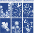Sun Print Paper Kit Cyanotype Paper, 24 Sheets Cyanotype Papers with 1 Sheet Acrylic Panel, High Sensitive Nature Sun/Solar Activated Sun Printing...