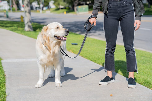 Shed Defender 5 ft. Standard Dog Leash - Three Padded Traffic Handles, Designed in The USA, Dual Layered Thickness Heavy Duty, Reflective Stitchin...
