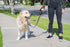 Shed Defender 5 ft. Standard Dog Leash - Three Padded Traffic Handles, Designed in The USA, Dual Layered Thickness Heavy Duty, Reflective Stitchin...