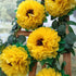 Tissue Paper Sunflowers Decorations for Wall Birthday Party Backdrop Home Decoration Pack of 6...