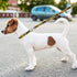 NFL PET Leash Pittsburgh Steelers Dog Leash, Large Football Team Leash for Dogs & Cats. A Shiny & Colorful Cat Leash & Dog Leash Licensed by The N...