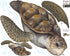 Sea Turtle Wall Decal ~Ocean Undersea Animal Tortoise Wall Sticker for Kids Room Decor, Boys Girls Toddler Baby Nursery Bedroom, Playroom, Bathroo...