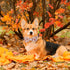 ADOGGYGO Thanksgiving Dog Collar with Bowtie, Fall Leaves Pumpkin Dog Thanksgiving Collars with Detachable Bow Adjustable Pet Fall Collars for Sma...