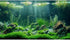 Aquarium Background Aquatic Plants Rocks Moss Fish Terrarium Background Balanced Underwater Tropical Style Landscape Aquarium Backdrop Amazing Fis...
