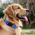 Durable Reflective Nylon Dog Collar with Adjustable Safety Buckle, Suitable for Small, Medium, Large Dogs,Blue, M...