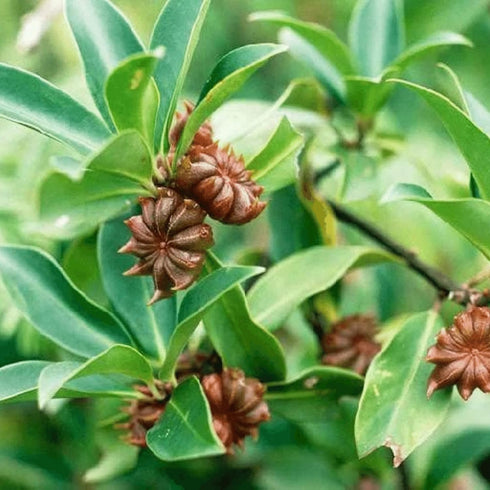 Star Anise Seeds or Star Anise Pods (Anis Estrella) (2 oz, 4 oz, 8 oz, & 1 lb) (2 oz)...