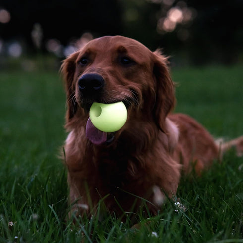 Harry Barker Rubber Balls and Rubber Chew Stick, Rubber Bone for Dogs - 2.5" Glow Balls...
