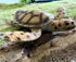 Gemini&Genius Sea Turtle Toy Marine Animal Figure Large Sea Animal Action Figure Ocean Educational Toy, Backyard Garden Decoration, DIY Craft Deco...