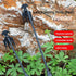 Weeding Artifact Uprooting Weeding Tool, Garden Hoe Rakes Hand Weed Root Remover Tools, Weed Picker Tool with Long Handle (15.7 in)...