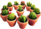Succulent Candles, Novelty Cactus Tealight Candle Baby Shower Candle Decorations for Party Favors Terrarium Cacti candels Home Decor…...