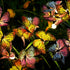 Garden Solar Light Outdoor Decorative, Swaying Butterfly Light, Swaying in The Wind, Solar Outdoor Lights, Yard Patio Pathway Decoration(2 Pack)...