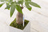Aquameter (Large White Refillable - Bundle of 2) - House Plant Soil Moisture Meter, Humidity Sensor Probe, Water Level Indicator - Best for Indoor...