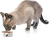 PetRageous 17013 Tangled Kitty Stoneware Dishwasher Safe Cat Bowl with 2-Cup Capacity 5-Inch Diameter by 2-Inch Tall Great for Small Cats or Large...