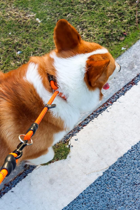 Dog Slip Collar, No Pull Choker Collar for Dogs, Slip Collars with Slidable Stopper, Dog Training Collar Martingale Collar for Small Medium Large ...