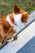 Dog Slip Collar, No Pull Choker Collar for Dogs, Slip Collars with Slidable Stopper, Dog Training Collar Martingale Collar for Small Medium Large ...