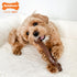 Nylabone Flexi Chew Wishbone Dog Chew Toy - Flexible Dog Toy for Moderate & Gentle Chewers - Flavor Medley, Wolf/Medium (1 Count)...