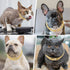 Gold dog chain Diamond Gold chain dog collar Walking Metal Chain Collar with Design Secure Buckle Pet Collar Jewelry Accessories dog necklace for ...