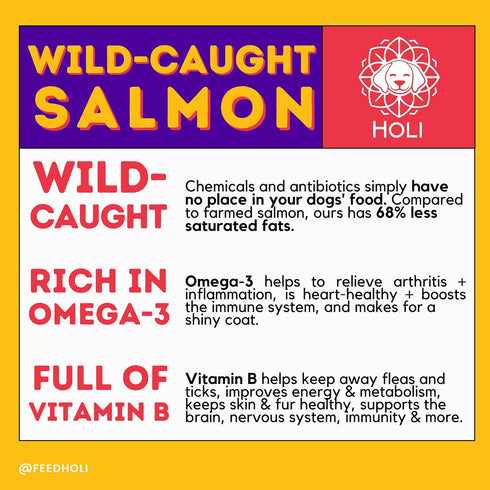 HOLI Freeze Dried Salmon Dog Food Topper - with Omega 3 & 6 - Single Ingredient, Human-Grade Wild Caught Salmon - Dog Food Flavor Enhancer for Pic...