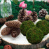 BYHER Natural Green Moss Decorative Ball,Handmade (3.5"-Set of 6)...