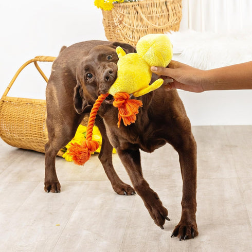 Fringe Studio Plush Dog Toy, Sweet Little Chick, Pet Shop Collection (314137)...
