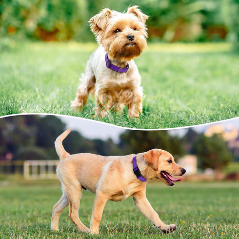Reflective Dog Collar Padded with Soft Neoprene Breathable Quick Release Basic Dog Collars for Large Dogs Purple Girl...