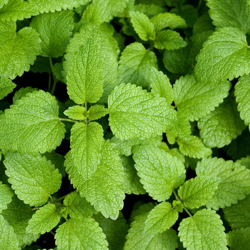 CHUXAY GARDEN Melissa Officinalis Seed 300 Seeds Perennial Herb Plant Lemon Balm Edible Seasoning Culinary Plants Robust Flavor Highly Fragrant Gr...