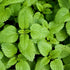 CHUXAY GARDEN Melissa Officinalis Seed 300 Seeds Perennial Herb Plant Lemon Balm Edible Seasoning Culinary Plants Robust Flavor Highly Fragrant Gr...