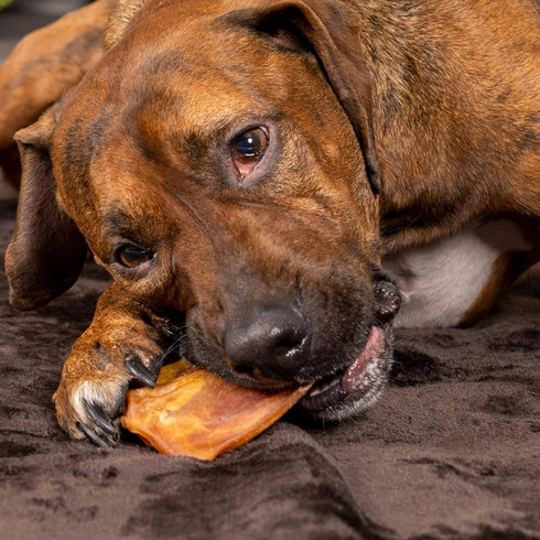 Pet Factory Real Chewz Premium Pig Ears Dog Chew Treats, 100% All-Natural - 7 Count/1 Pack...