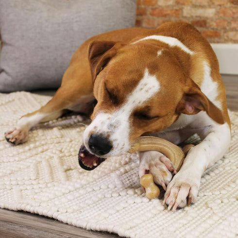 Nylabone Gourmet Style Strong Chew Wishbone Dog Chew Toy, Chicken Flavor, Large/Giant (1 Count)...