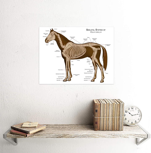 Wee Blue Coo Animals Skeleton Bones Horse Anatomy Unframed Wall Art Print Poster Home Decor Premium...