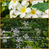 Gardenia Essential Oil 4 Fl Oz (120ml) - Pure and Natural Fragrance Oil, Gardenia Oil for Aromatherapy, Diffusers, Candle Making, Massage, Soap, P...