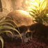 Desert Reptile Decor Skull Fish Tank Decorations Bearded Dragon Accessories Desert Reptile Decor Bearded Dragon Decor, Snake Tank Decor (human + D...