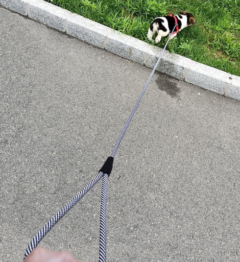 Small Dog Leash 7FT, Lightweight Nylon Rope Leash for Puppy Pets, Cats, Small Animals Medium Dogs Walking, Black...