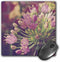 3dRose LLC 8 x 8 x 0.25 Inches Pretty Little Flower by Angle and Spot Mouse Pad (mp_11244_1)...