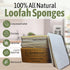 Loofah Sponges 100% All Natural BPA Free Loofahs for Dishes, Face, Soap Making, Shower, Exfoliating Eco-Friendly Biodegradable 30 pack Compressed ...