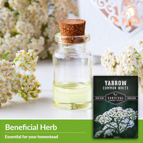 White Yarrow Seeds for Planting - 1 Packet with Instructions to Plant and Grow Beneficial Flowering Herbs in Your Home Vegetable Garden - Non-GMO ...