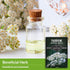 White Yarrow Seeds for Planting - 1 Packet with Instructions to Plant and Grow Beneficial Flowering Herbs in Your Home Vegetable Garden - Non-GMO ...