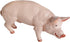 Safari Ltd. Boar Figurine - Realistic, Lifelike 4.25" Model Figure - Fun and Educational Toy for Boys, Girls & Kids Ages 3+...