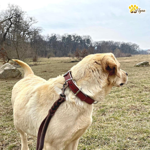 ADITYNA - Heavy-Duty Premium Leather Dog Collar for Small Dogs - Padded with Soft Genuine Leather for a Cozy Feel...