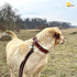 ADITYNA - Heavy-Duty Premium Leather Dog Collar for Small Dogs - Padded with Soft Genuine Leather for a Cozy Feel...