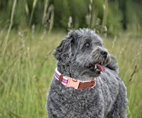Dog Collar Reflective, Multi-Colored Stripe Dog Collar, Soft Adjustable Dog Collars with Metal Buckle for Small Medium Large Dogs, Perfect Pet Col...