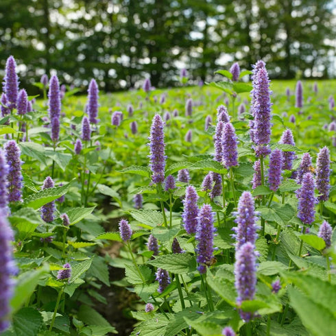 CHUXAY GARDEN Anise Hyssop Seed 50 Seeds Agastache Foeniculum Lavender Hyssop Plant Attract Butterflies and Bees Perennial Herb Plants Makes Great...
