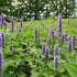 CHUXAY GARDEN Anise Hyssop Seed 50 Seeds Agastache Foeniculum Lavender Hyssop Plant Attract Butterflies and Bees Perennial Herb Plants Makes Great...