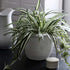 The HC Companies 14 Inch Sevilla Round Self Watering Planter - Decorative Lightweight Plastic Plant Pot for Indoor Outdoor Plants Flowers Herbs, W...