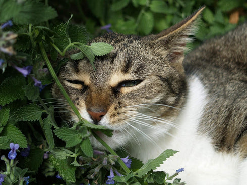 Sow Right Seeds - Catnip Seed for Planting - Popular Herb for Happy Cats - Non-GMO Heirloom Packet with Instructions to Plant and Grow - A Gift fo...